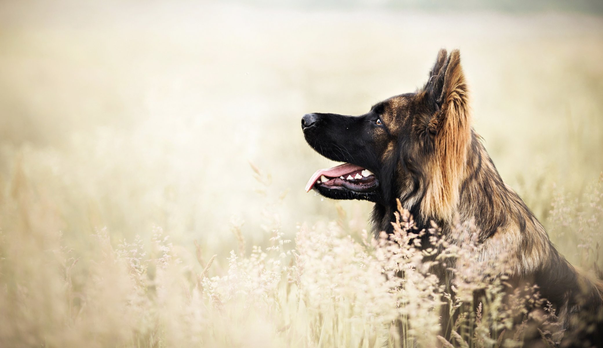 Взыскание ущерба при укусе собаки в Боровске